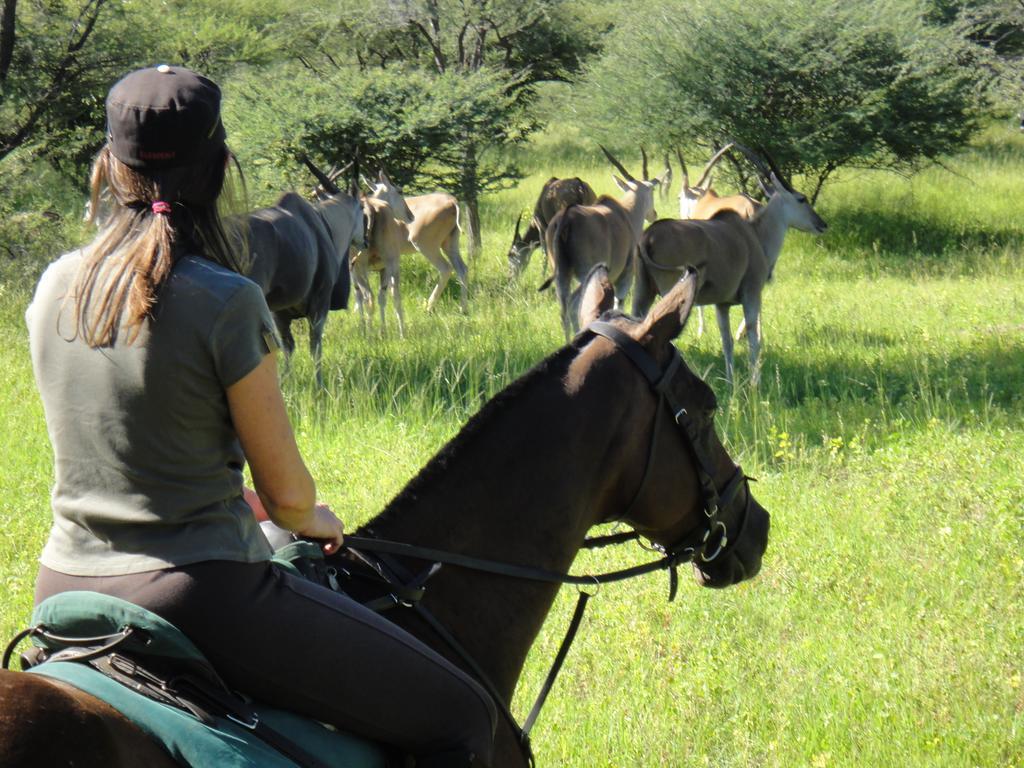 Royal Tree Lodge Maun Ngoại thất bức ảnh